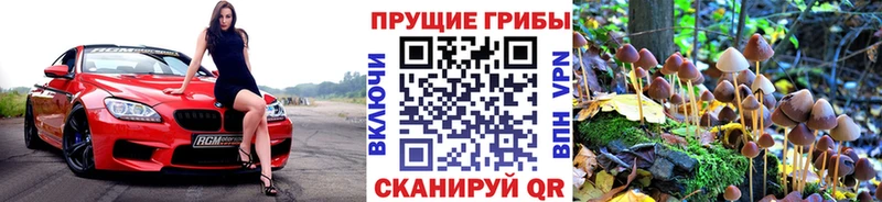 Галлюциногенные грибы Psilocybe  Купить  Баксан 